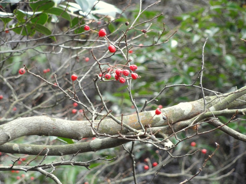 Oriental Photinia photo 3