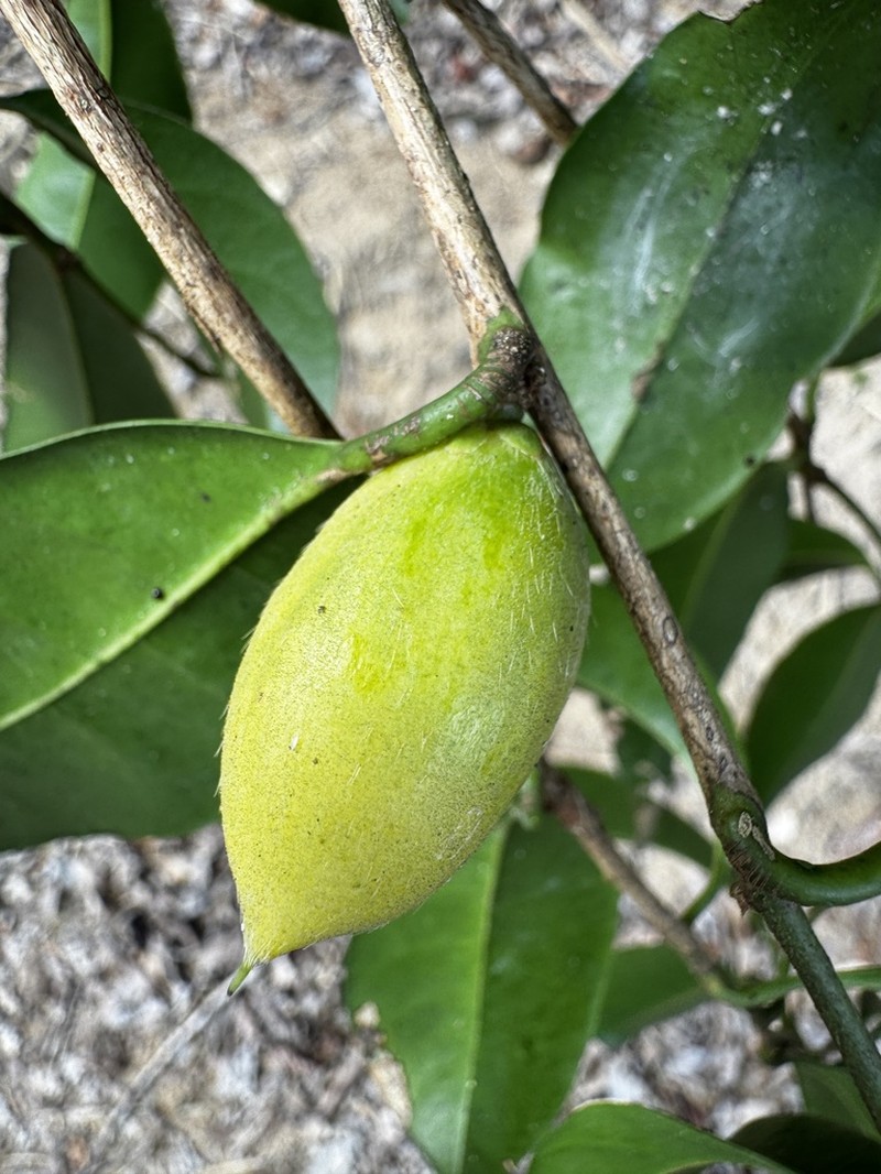 Pouteria alvesii