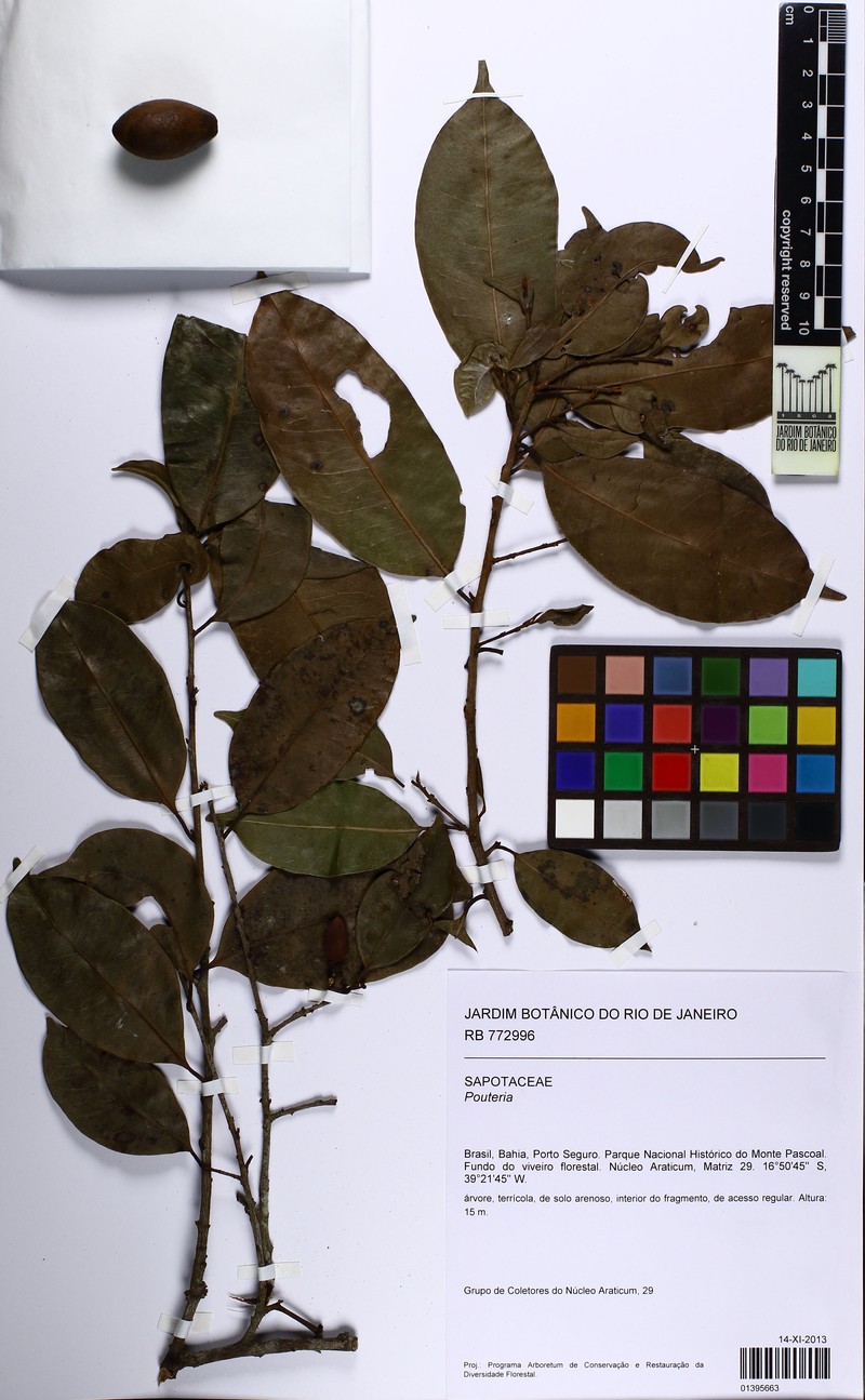 Pouteria alvesii photo 2