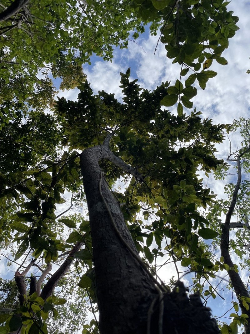 Cocuyo photo 3