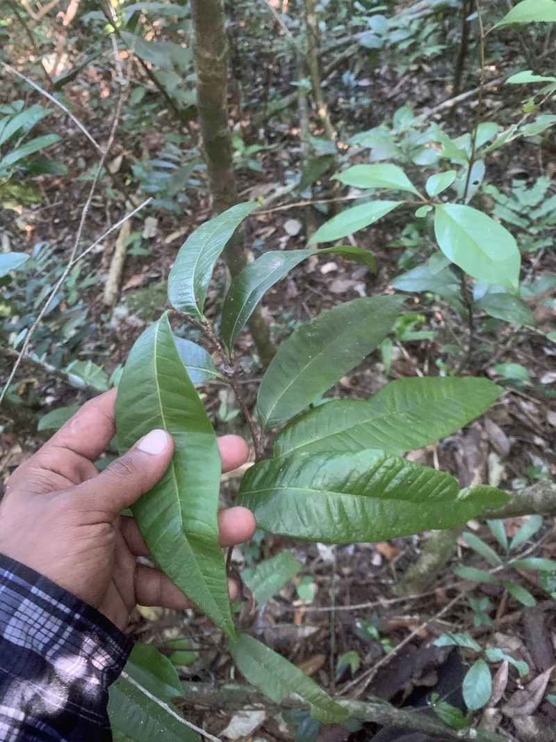 Cocuyo photo 5