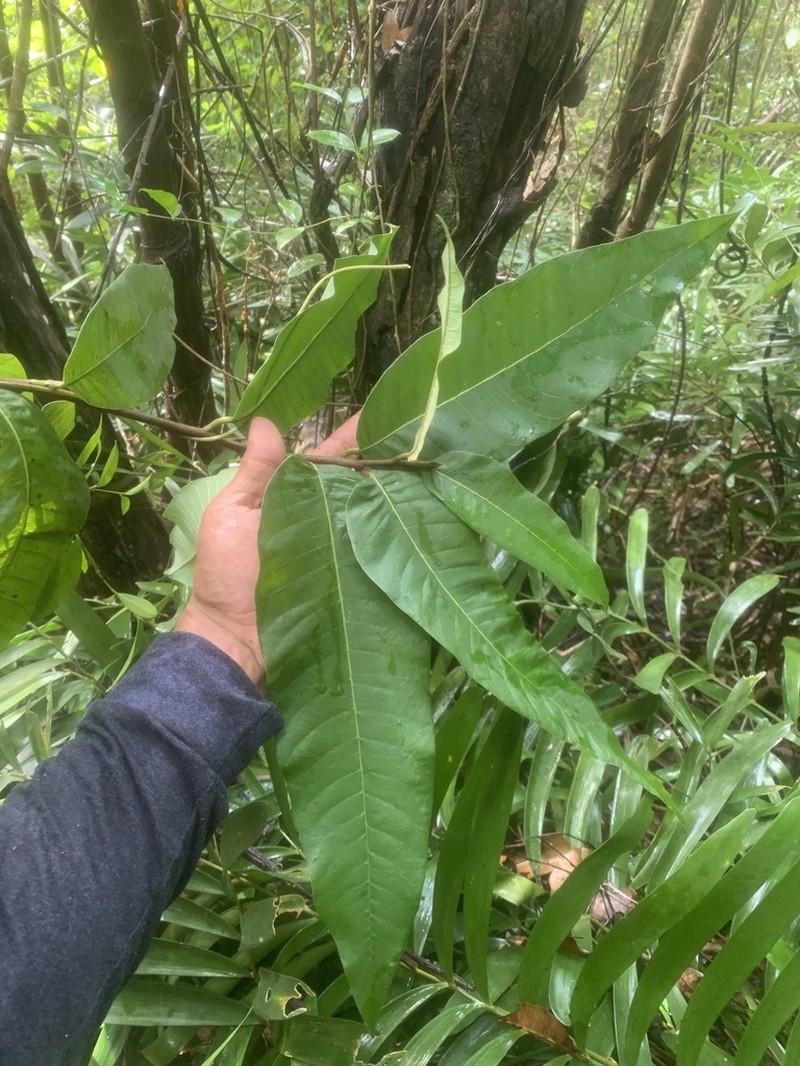 Cocuyo photo 7