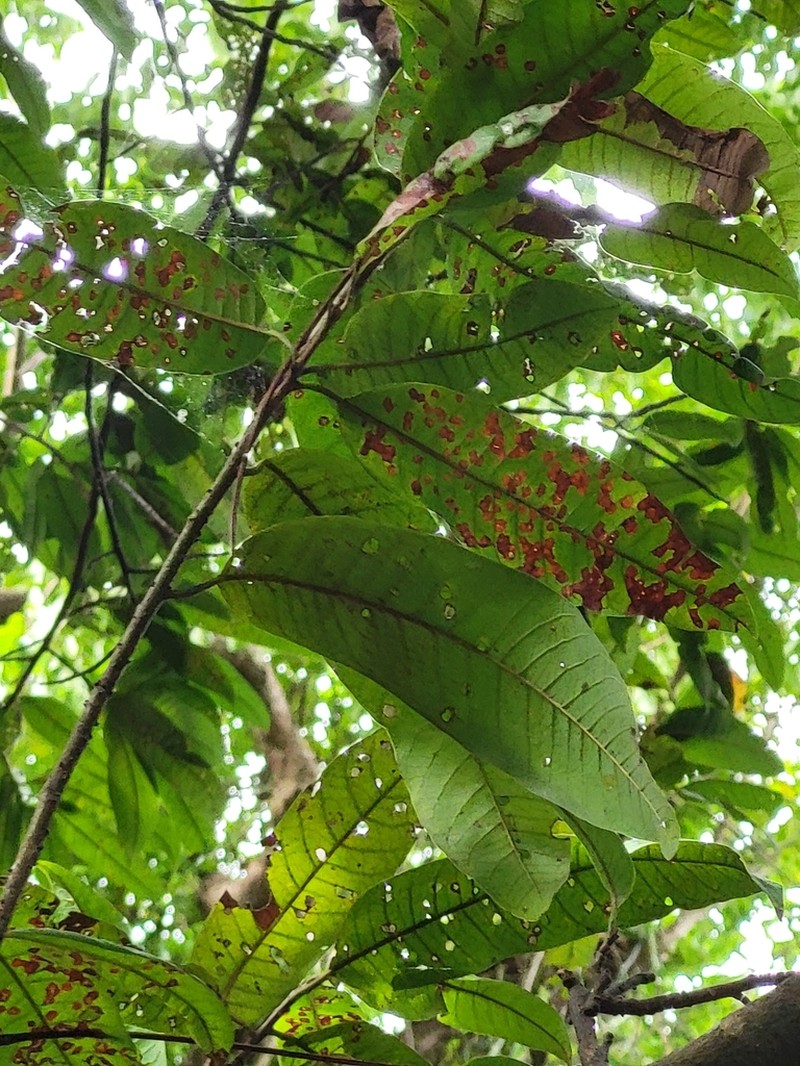 Cocuyo photo 8