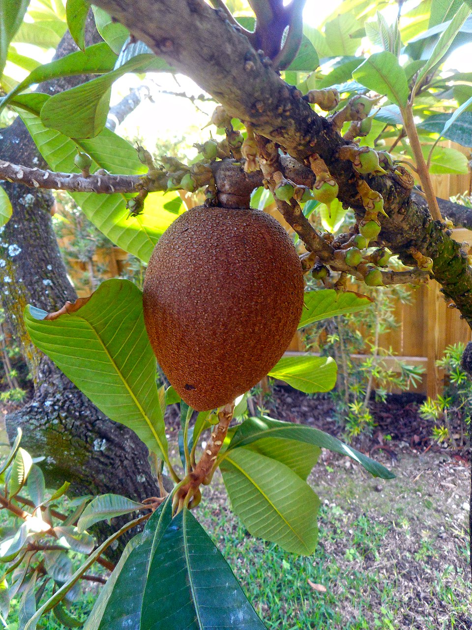 Mammee Sapote photo 3