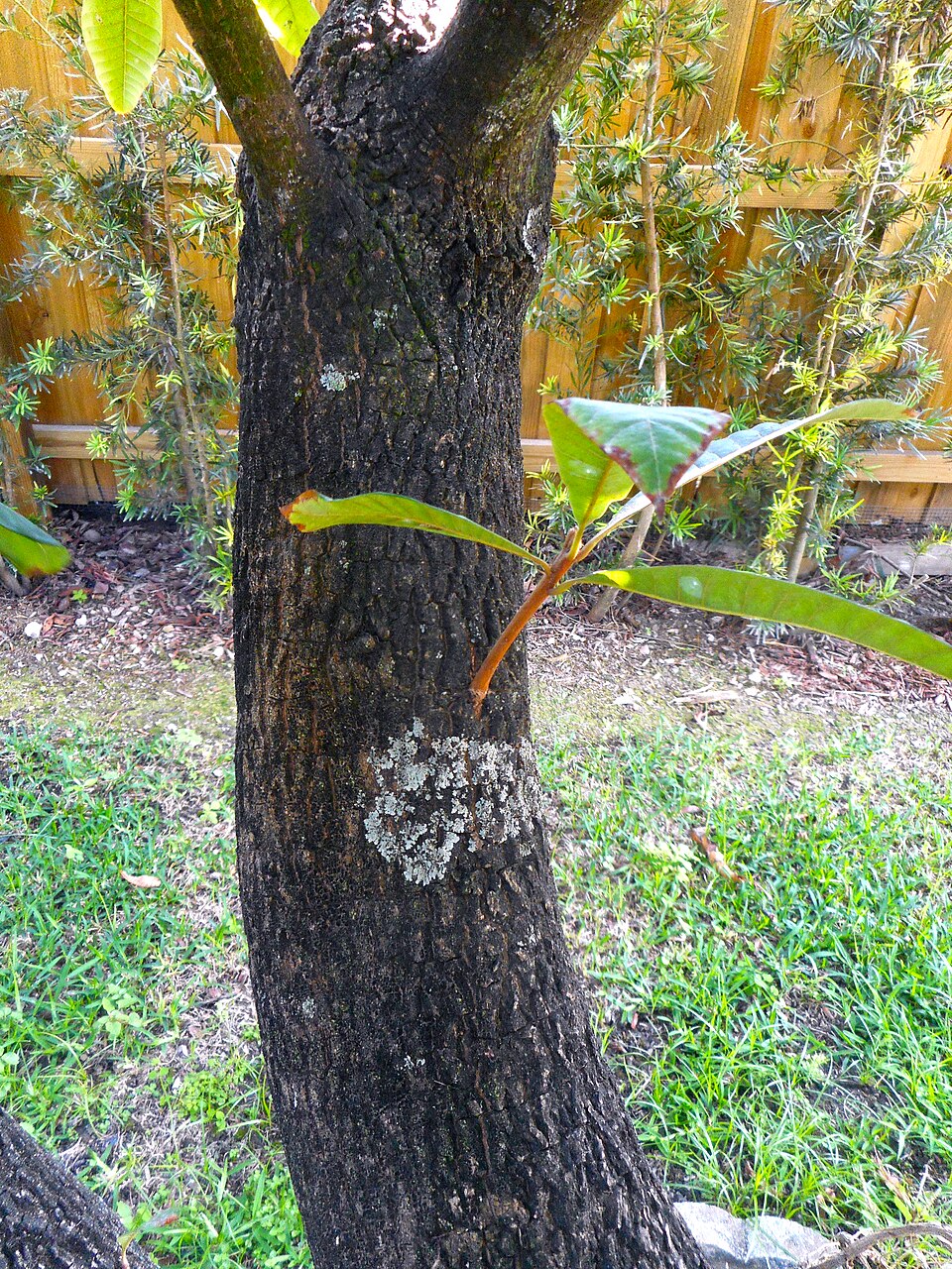 Mammee Sapote photo 4