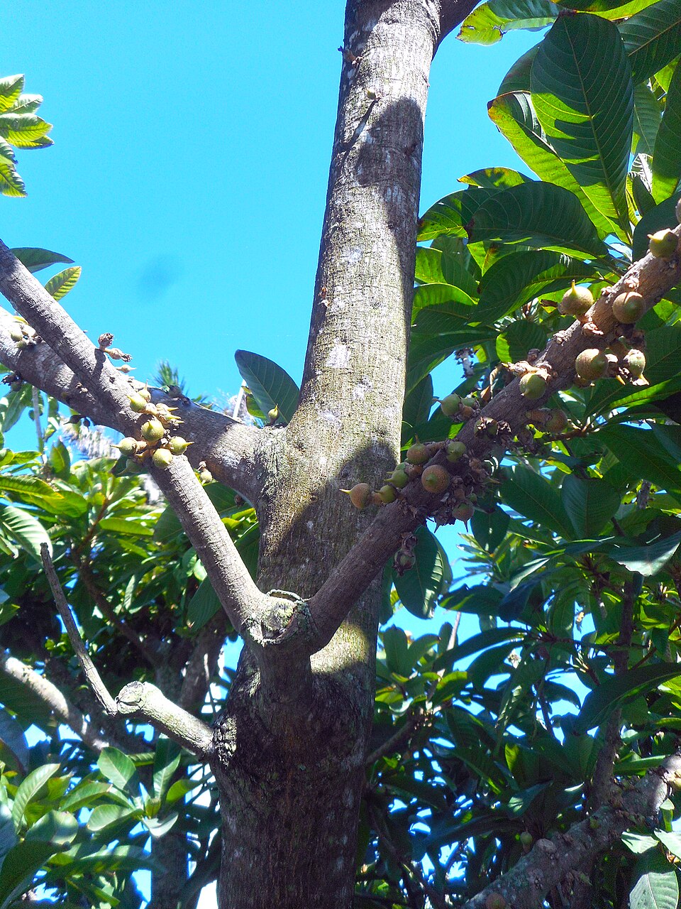 Mammee Sapote photo 5