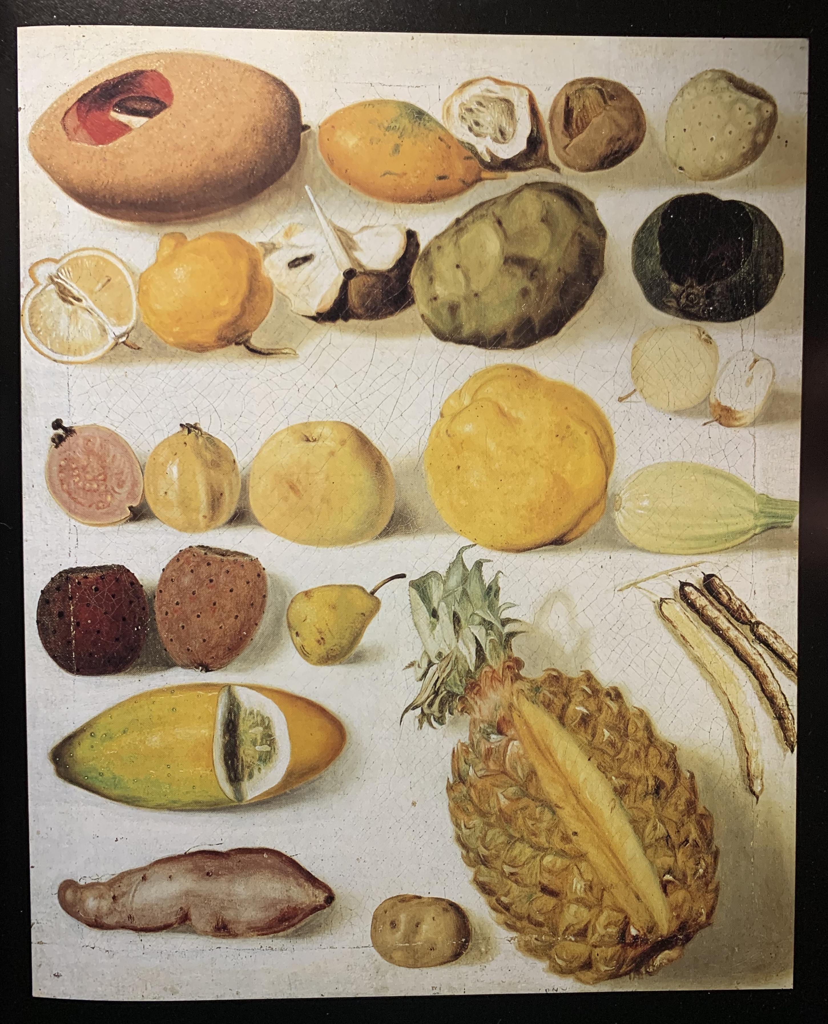 Mammee Sapote photo 6
