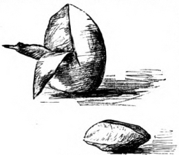 Mammee Sapote photo 7