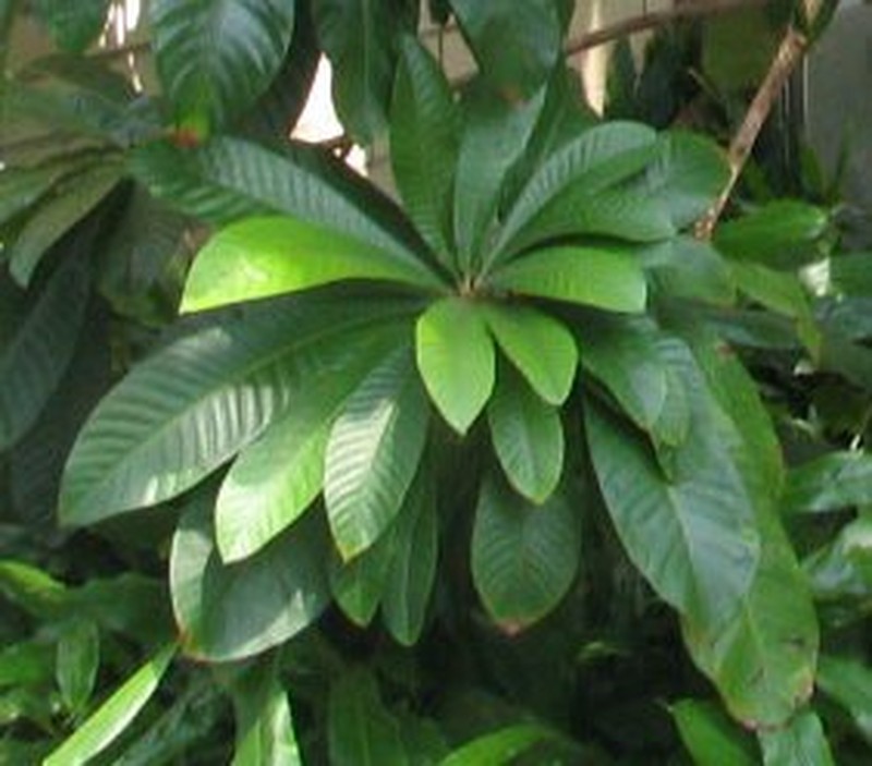 Mammee Sapote photo 2