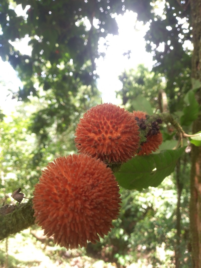 Pouteria tuberculata