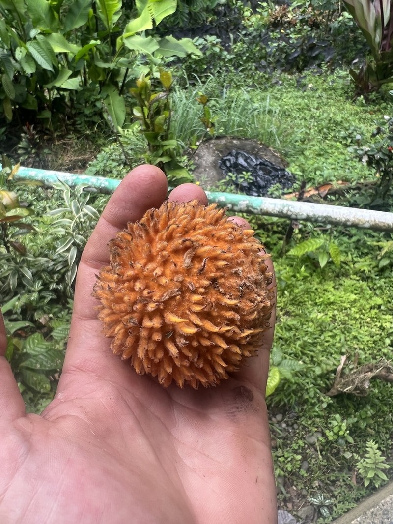 Pouteria tuberculata photo 2