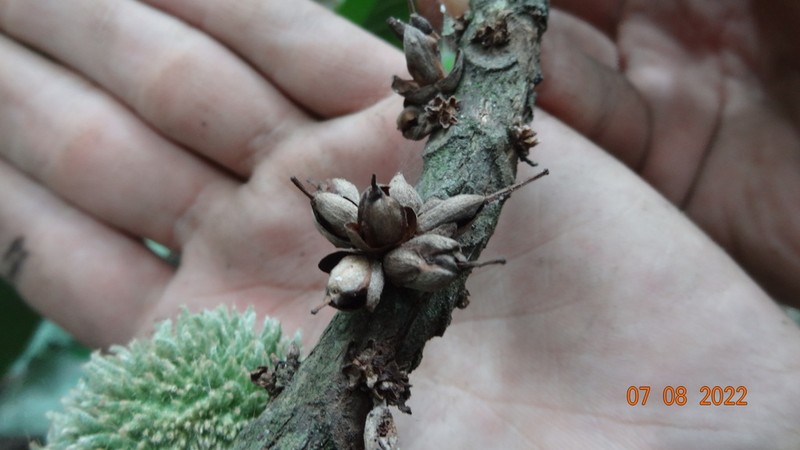 Pouteria tuberculata photo 3