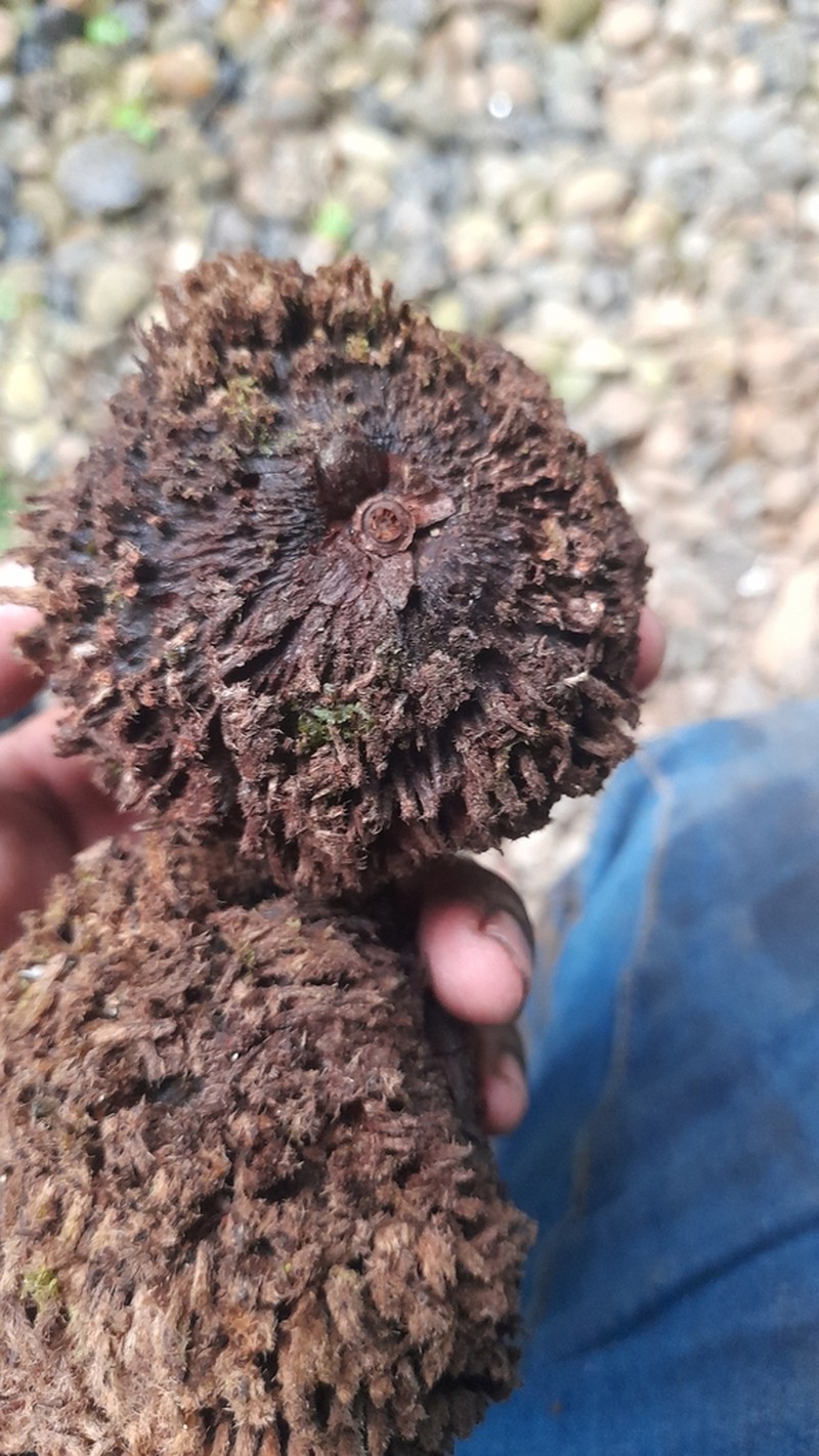 Pouteria tuberculata photo 5
