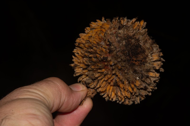 Pouteria tuberculata photo 6