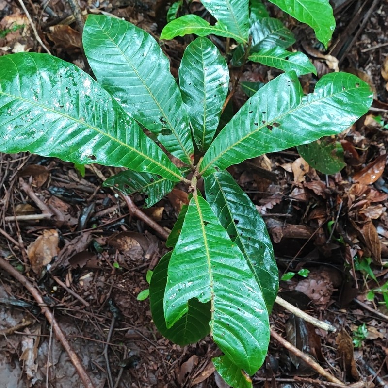 Pouteria tuberculata photo 7