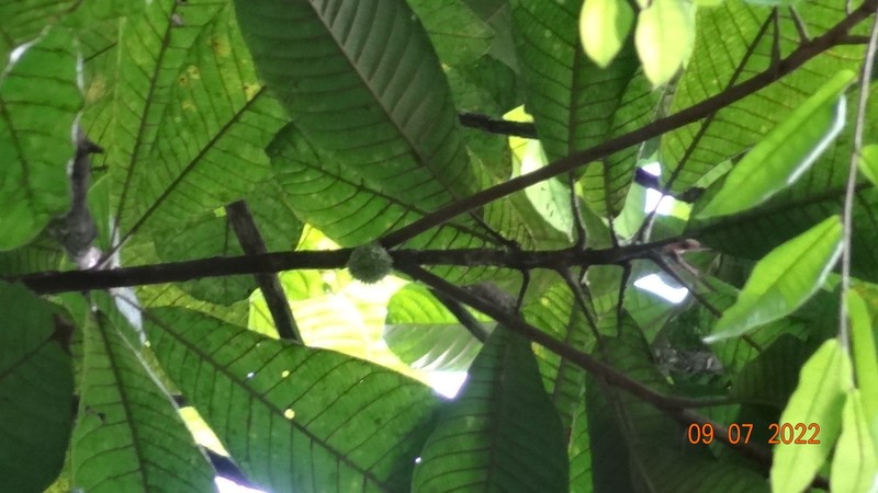 Pouteria tuberculata photo 8