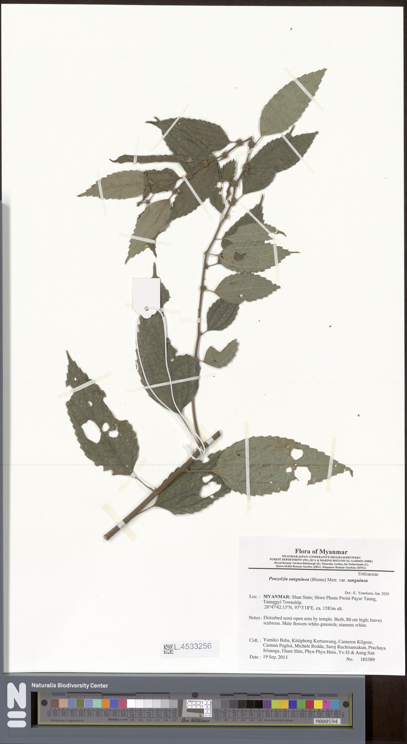 Pouzolzia sanguinea var. sanguinea