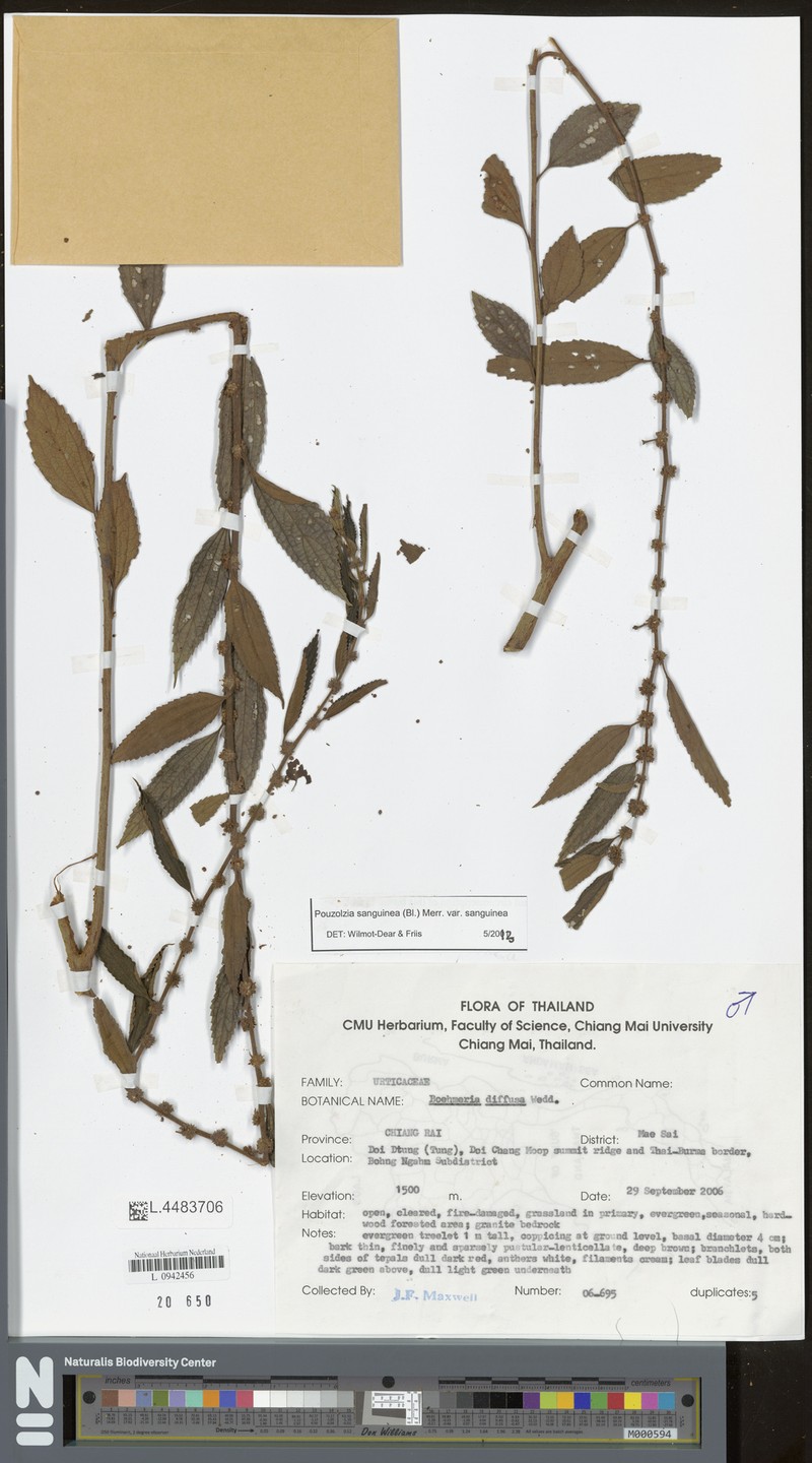 Pouzolzia sanguinea var. sanguinea photo 2