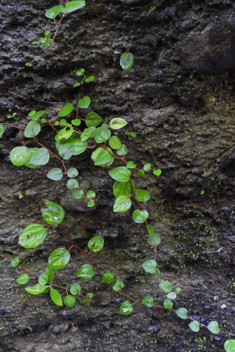 Pouzolzia taiwaniana