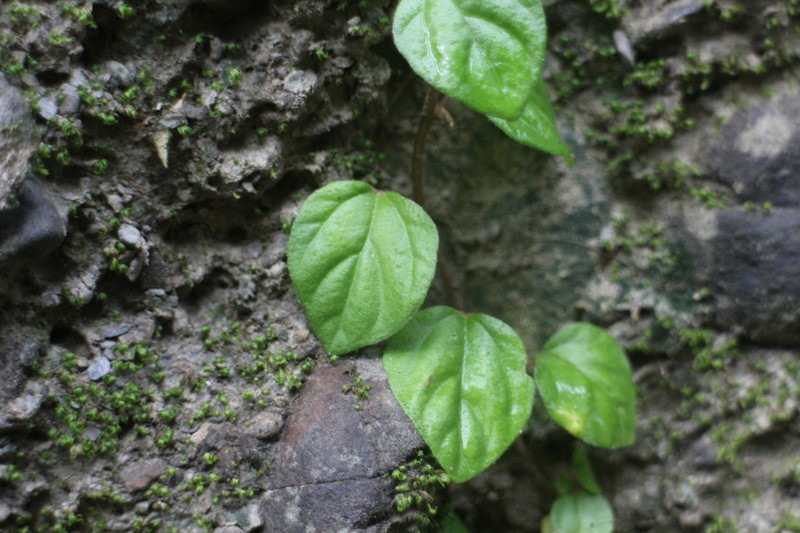 Pouzolzia taiwaniana photo 3