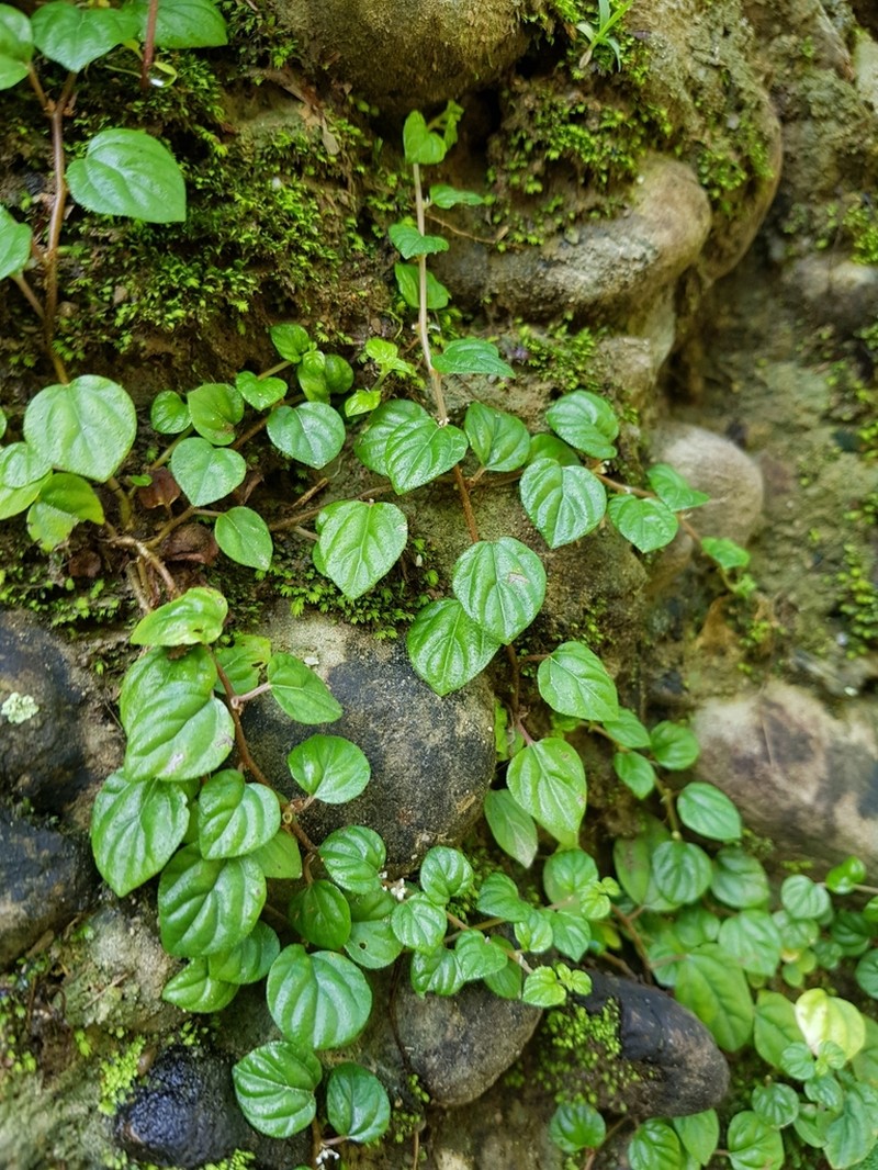 Pouzolzia taiwaniana photo 4