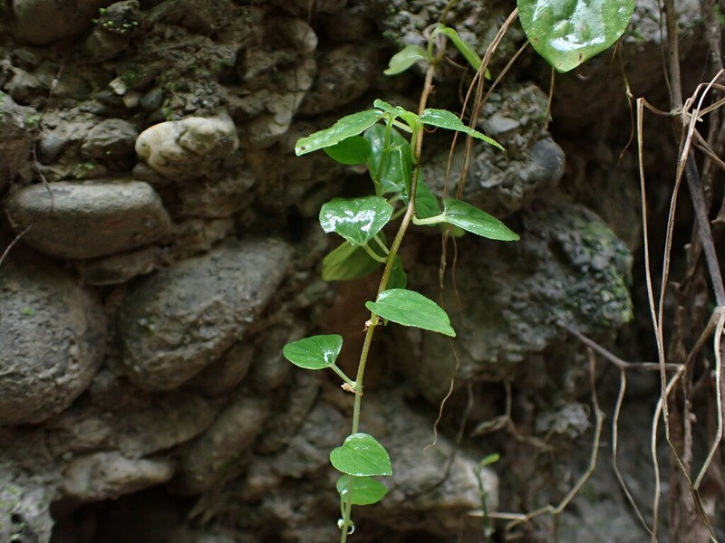 Pouzolzia taiwaniana photo 6