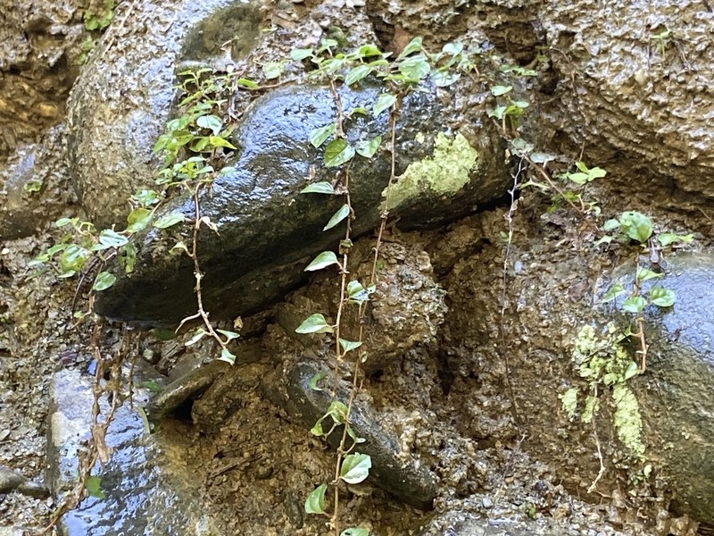 Pouzolzia taiwaniana photo 8