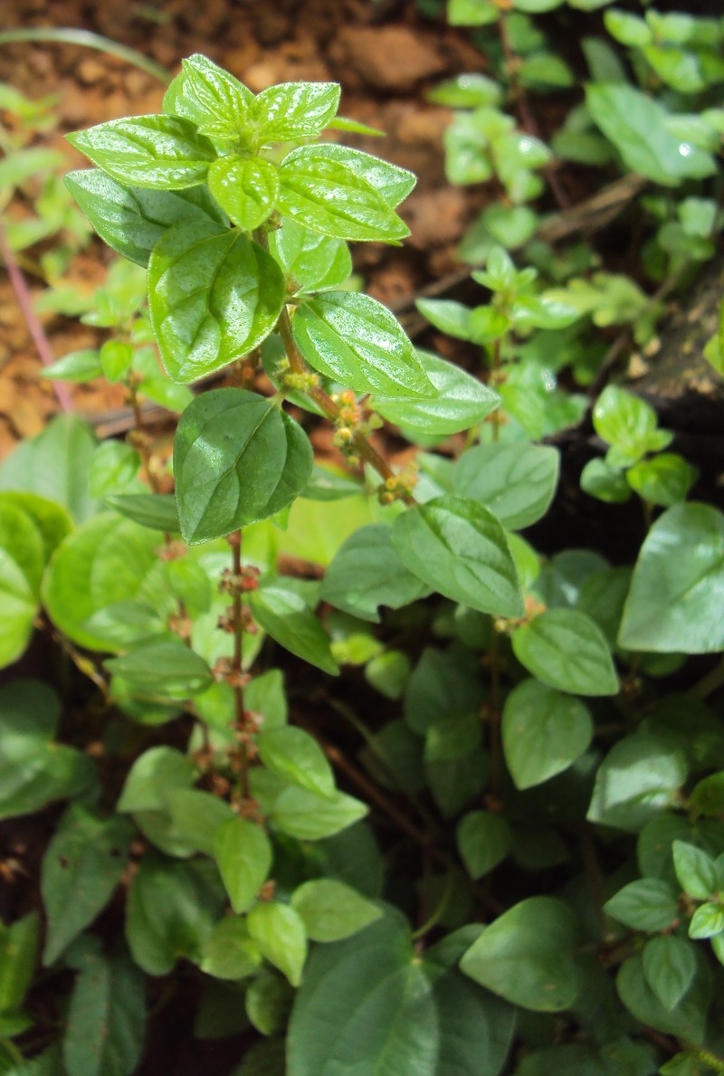 Graceful Pouzolzsbush photo 2
