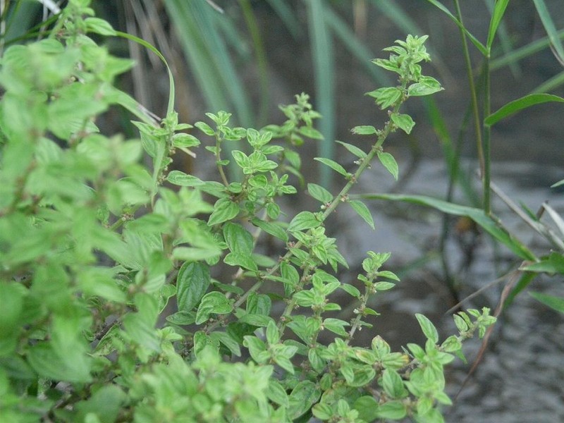 Graceful Pouzolzsbush photo 4