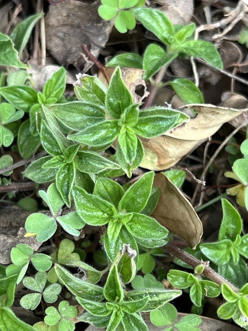 Graceful Pouzolzsbush