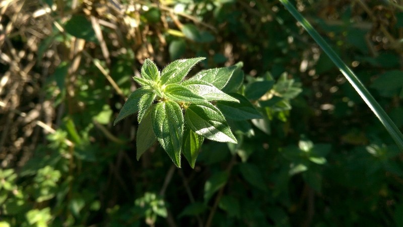 Graceful Pouzolzsbush photo 6