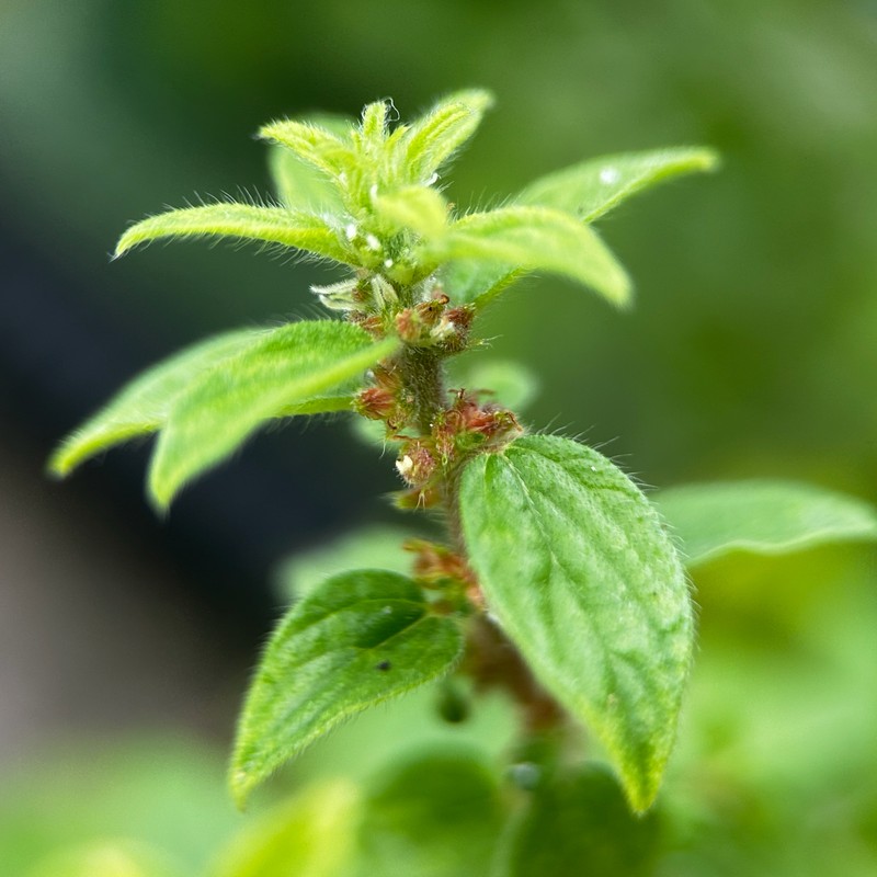 Pouzolzia zeylanica var. zeylanica