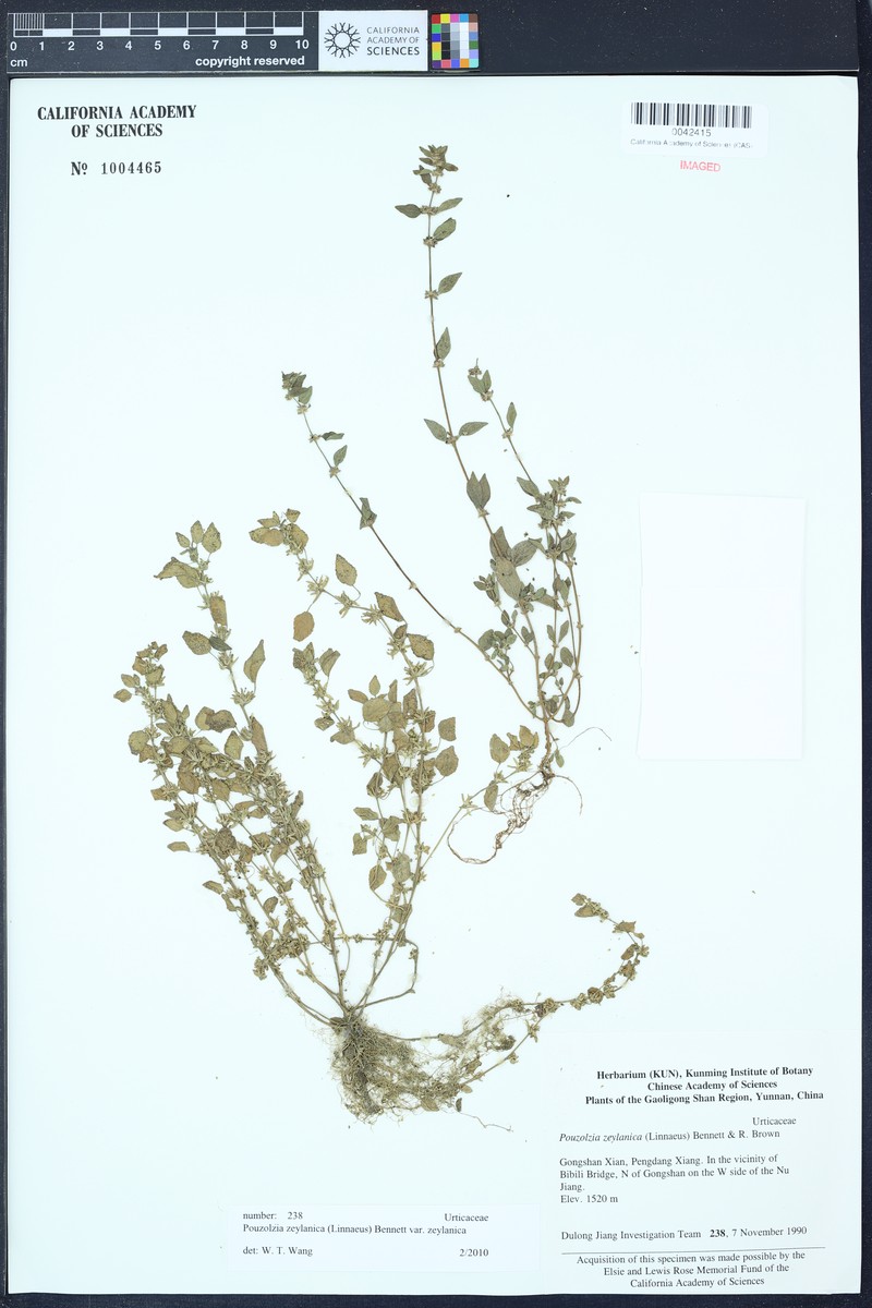 Pouzolzia zeylanica var. zeylanica photo 2
