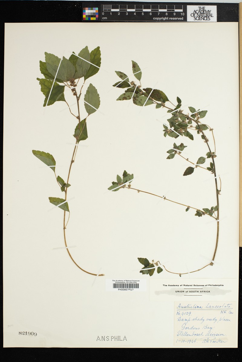 Pouzolzia zeylanica var. zeylanica photo 3