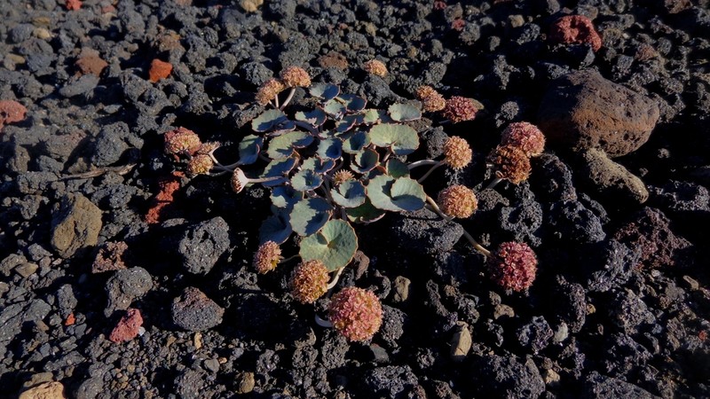 Pozoa coriacea