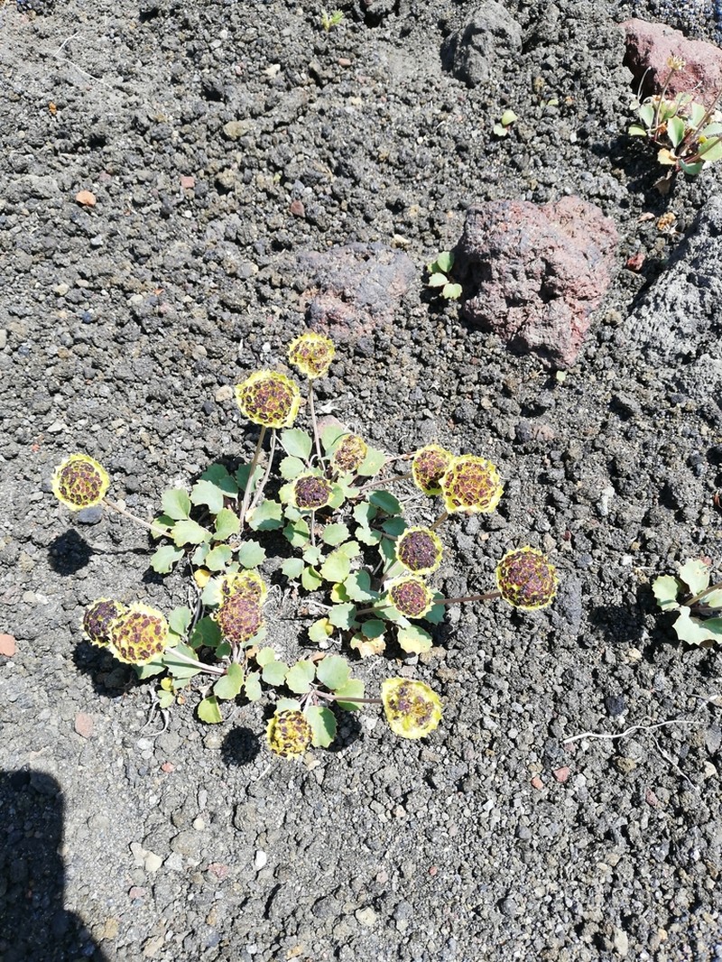 Pozoa coriacea photo 2
