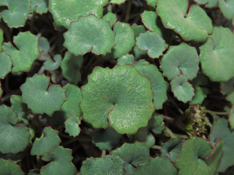 Pozoa coriacea photo 3