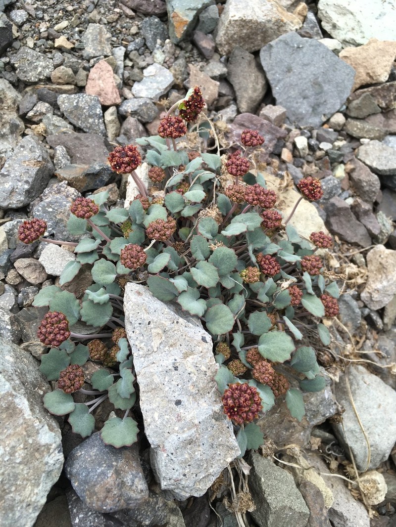Pozoa coriacea photo 4