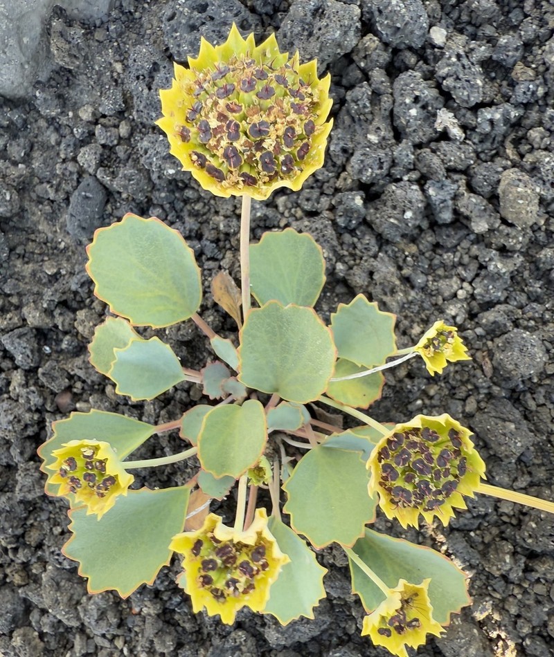 Pozoa coriacea photo 5