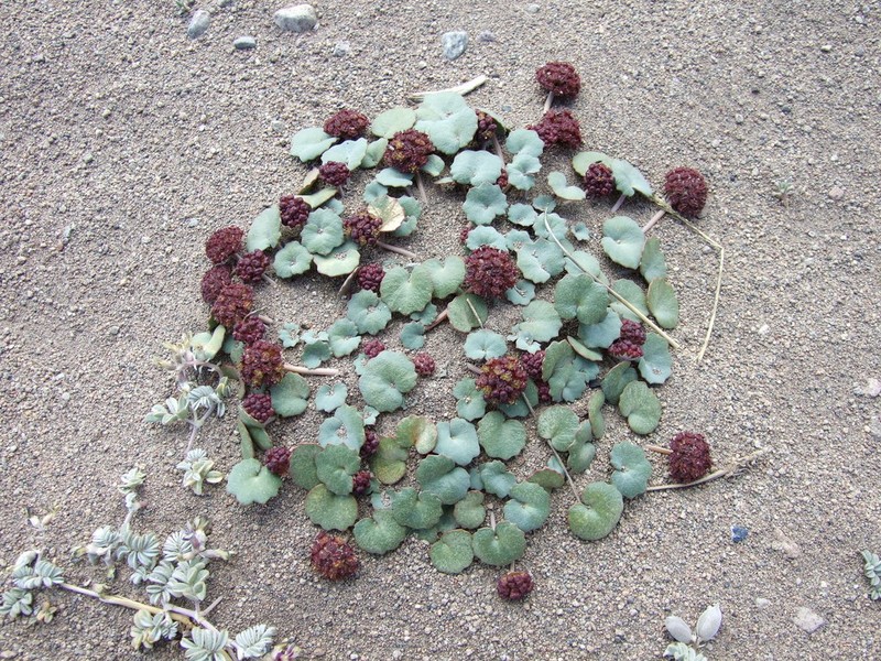 Pozoa coriacea photo 7
