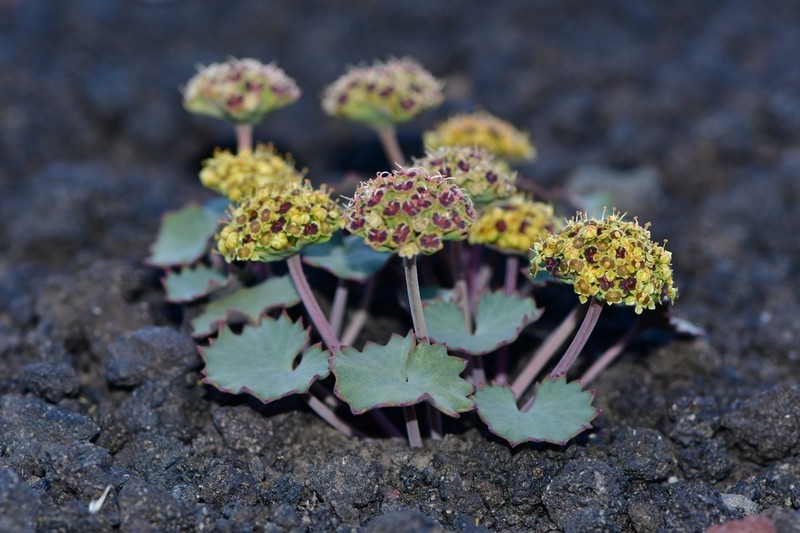 Pozoa volcanica