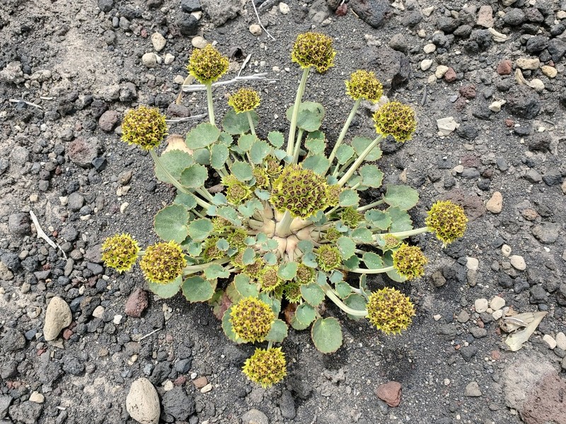 Pozoa volcanica photo 2