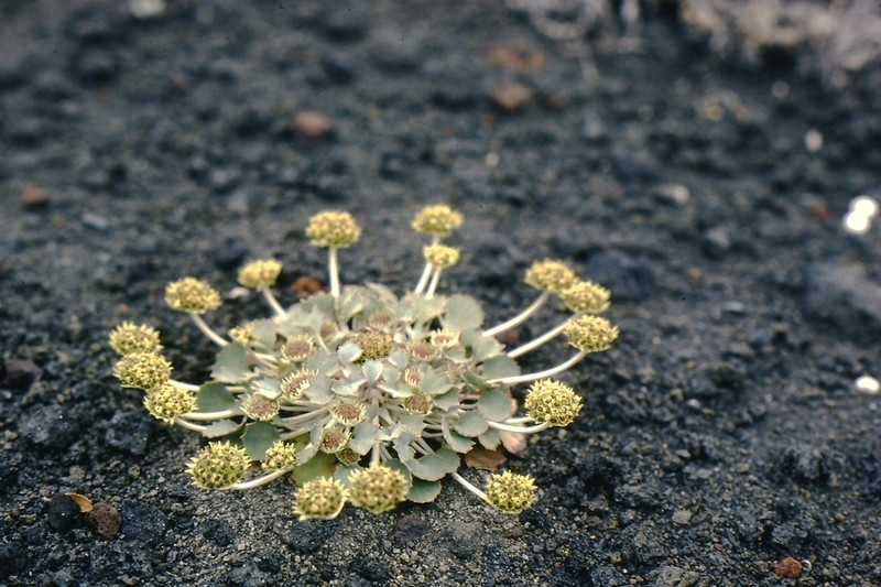 Pozoa volcanica photo 3
