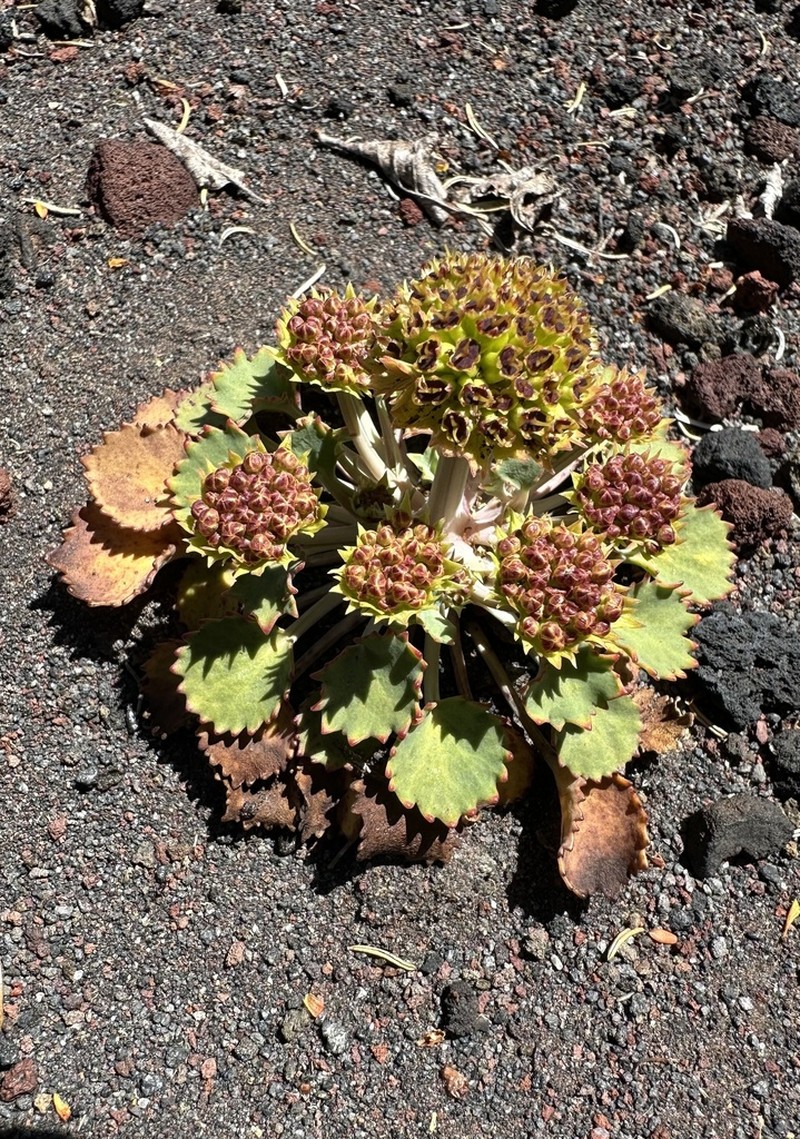 Pozoa volcanica photo 5