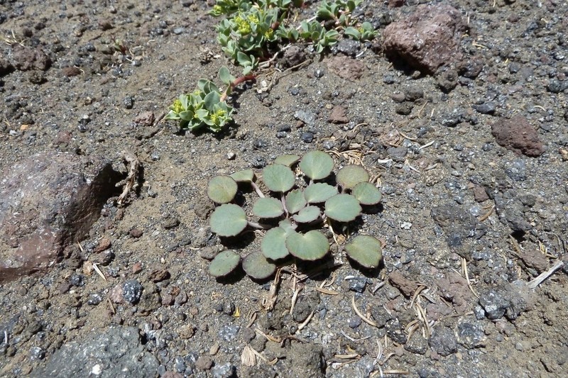 Pozoa volcanica photo 6