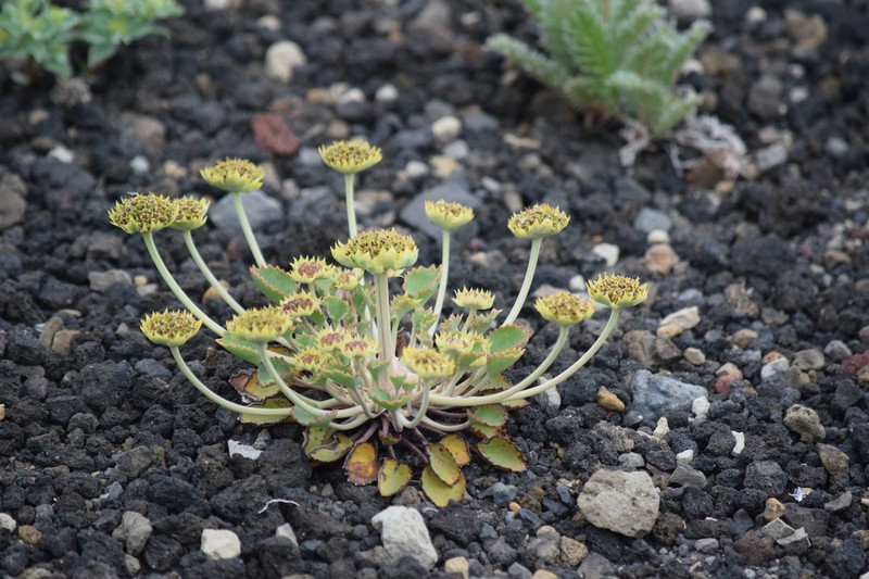 Pozoa volcanica photo 7