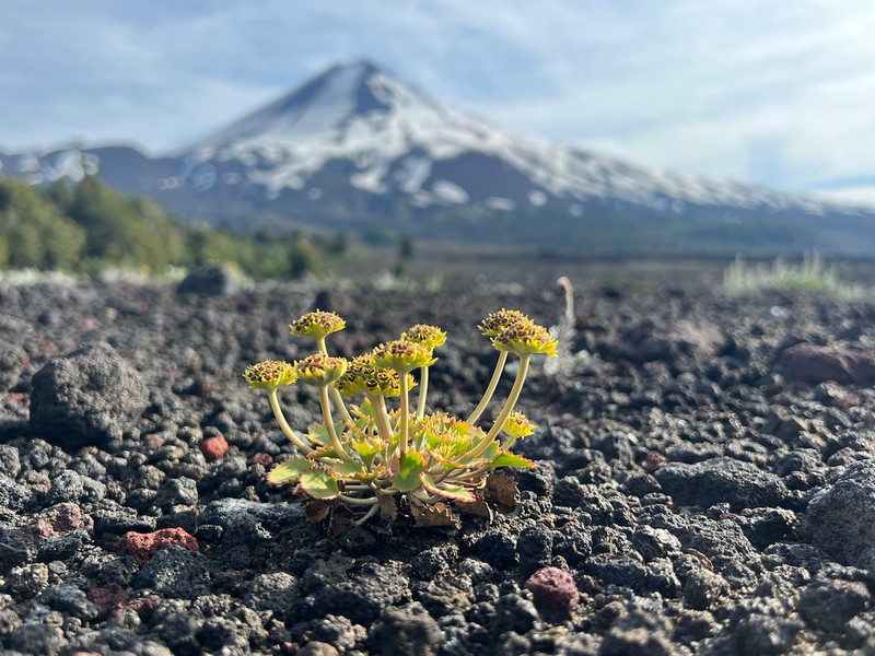 Pozoa volcanica photo 8