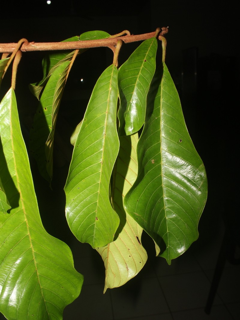 Pradosia golfodulcensis