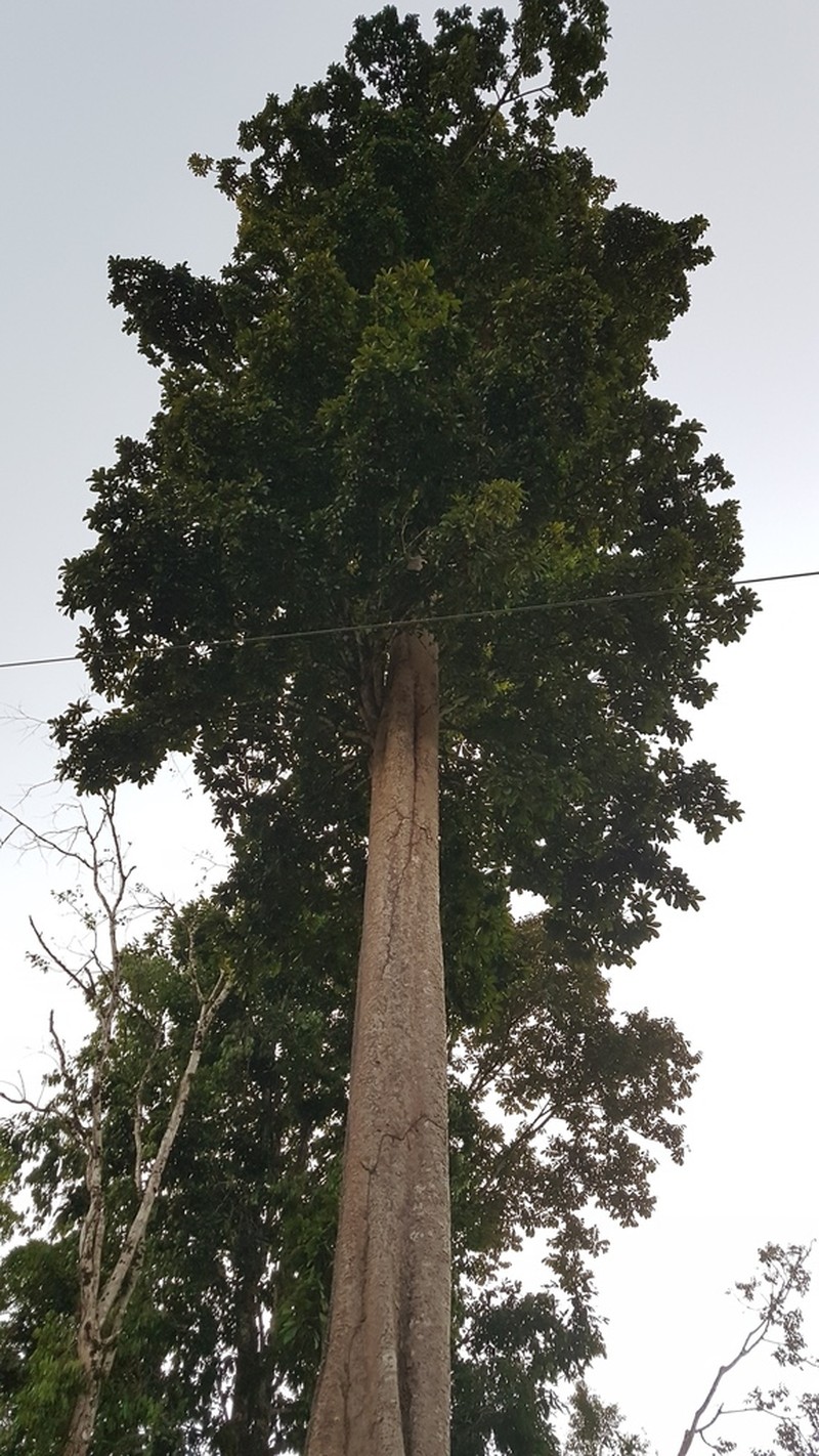 Pradosia golfodulcensis photo 2