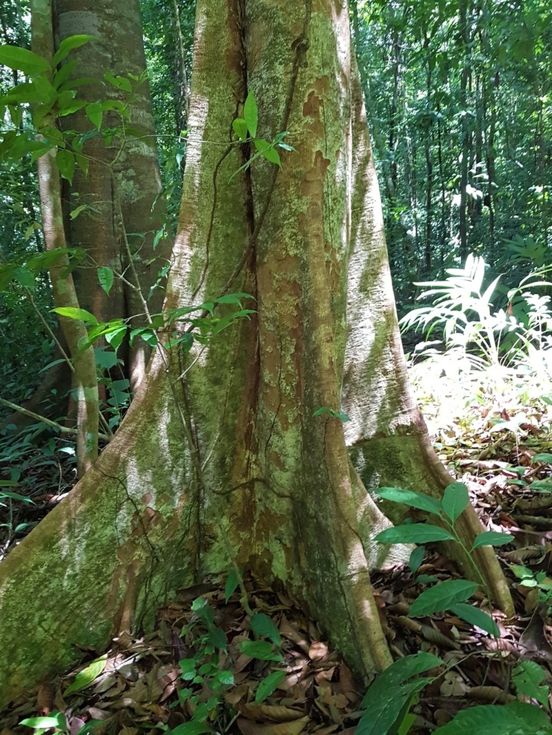 Pradosia golfodulcensis photo 3
